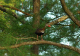 Black-Bellied Whistling Duck