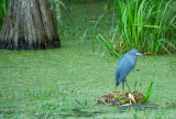 Little Blue Heron