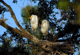 Juvenile Great Egrets