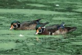 Wood Ducks