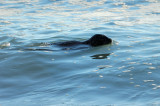 California Sea Lion