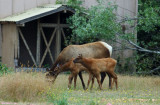 Roosevelt Elk Family