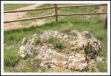 Petrified Stump