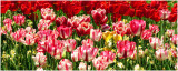 tulipPano1.jpg