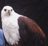 Birds of the World-African Fish Eagle