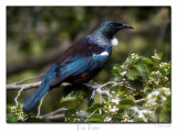 New Zealand Tui
