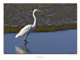 White Heron (Kotuku)
