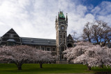 The Clock Tower & Cherry Blossom