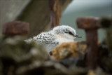 White Fronted Tern Chick (Tara)