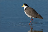 Spur-Winged Plover