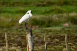 Royal Spoonbill (Kotuku-ngutupapa)