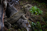 Tuatara