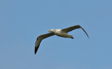 Northern Royal Albatross (Toroa)