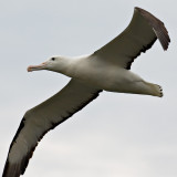 Northern Royal Albatross (Toroa)