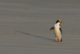 Yellow-eyed Penguin