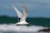 White Fronted Tern (Tara)