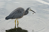 White-faced Heron