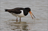 Pied Oystercatcher (Torea)