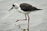 Pied Stilt