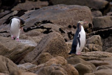 Yellow-eyed Penguins (Hoiho)