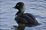 Papango, the New Zealand scaup
