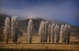 Frosted Poplars near Omarama