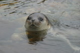 023  HARBOUR SEAL
