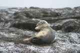 024  HARBOUR SEAL