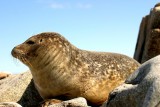 027  HARBOUR SEAL