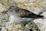 008  PURPLE SAND PIPER