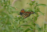 033  MONARCH BUTTERFLY