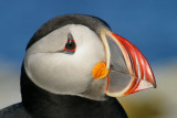 001  ATLANTIC PUFFIN