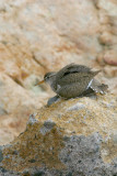 007  SPOTTED SANDPIPER