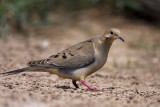 Mourning Dove