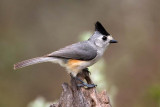 Black-crested Titmouse