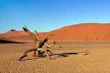 Stump in Desert