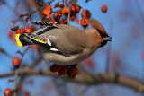 Bohemian Waxwing (bombycilla garrulus)