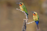 White-Fronted Bee-Eaters