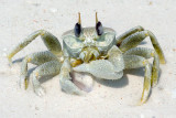 It's Mine (Crab Common Ghost)