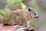 Rock Hyrax