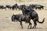 Demo (Wildebeest, Gnu Antelopes Mating)