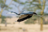 Flying Black-Headed Heron