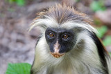 Red Colubus Monkey Portrait