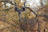 Greater Kudu