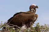Lapped Faced Vulture (torgos tracheliotus)