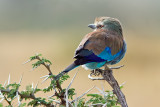 I'm Shy (Lilac Breasted Roller)