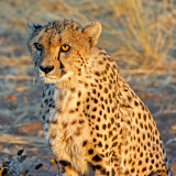 Possible Supper? (Cheetah Portrait)