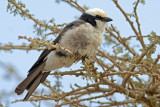 Nothern White Crowned Shrike