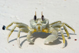 Crab (Common Ghost)