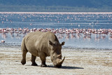 Rhino at Lake Nakuru